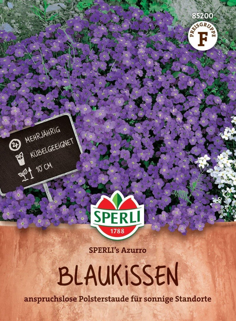 Blaukissen SPERLI's Azurro, Anspruchslose Polsterstaude Für Sonnige Standorte, Trockenresistent