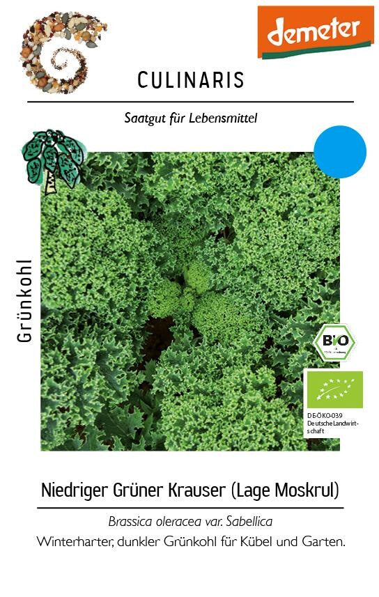 Grünkohl Niedriger Grüner Krauser Samenfeste Sorte