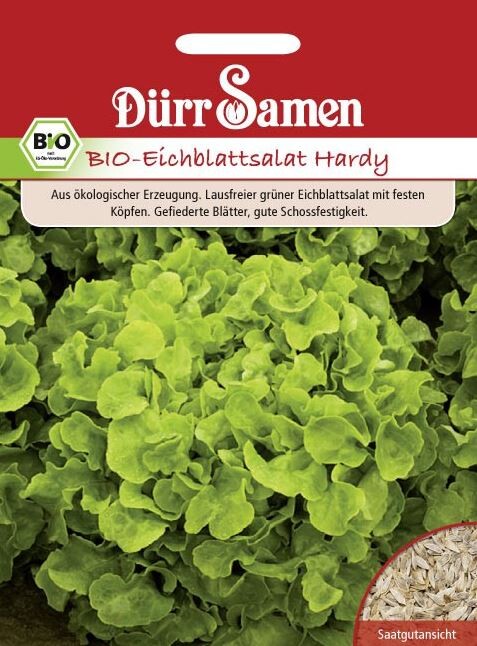 BIO Eichblattsalat Hardy, Ein Lausfreier Grüner Salat Mit Festen Köpfen