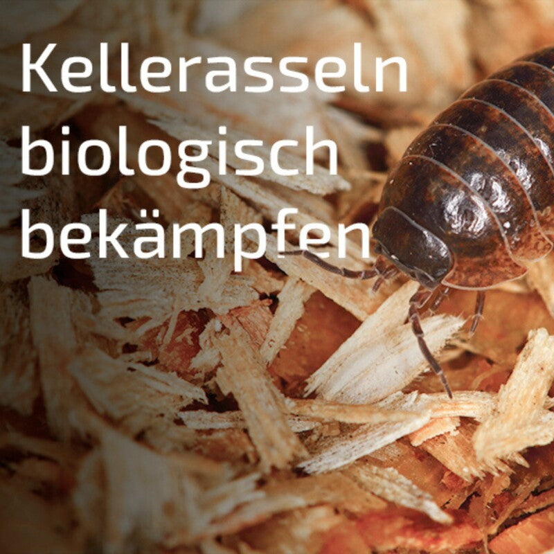 Asselfrei Schädlingsfalle SC Nematoden Gegen Die Kellerassel