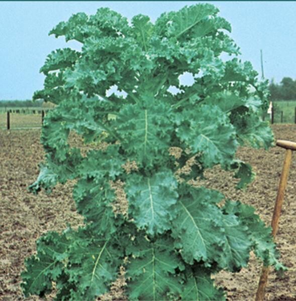 Futterkohl Furchenkohl Westfälischer Dauerkohl 500gr