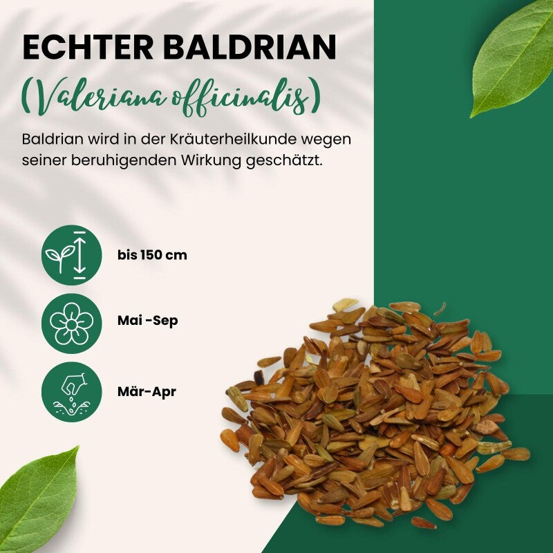 Echter Baldrian Valeriana Officinalis Traditionelle Heilpflanze
