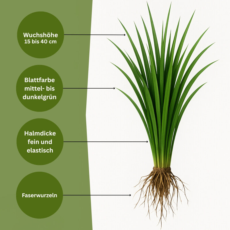 Samenshop24® Horstrotschwingel Festuca Rubra Commutata 1kg
