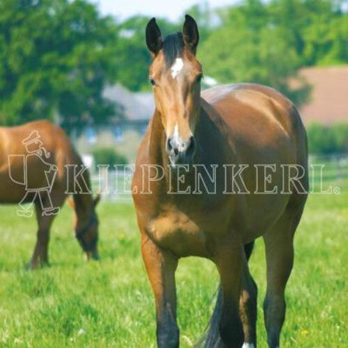 DSV Country-Horse 2120 Balance 10kg