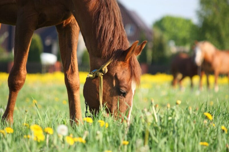 DSV Country-Horse 2122 Kräutermenü1500gr