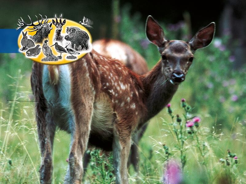 Leguminosenmischung Für Hoch- Und Niederwild 10kg