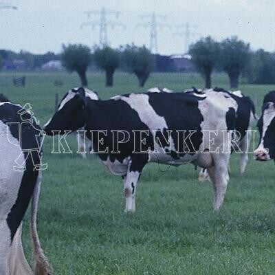 Weidemischung Standard GV Nachsaat 10kg