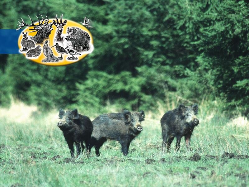 Kiepenkerl Wildwiese Mit Klee Und Kräutern (10 Kg)