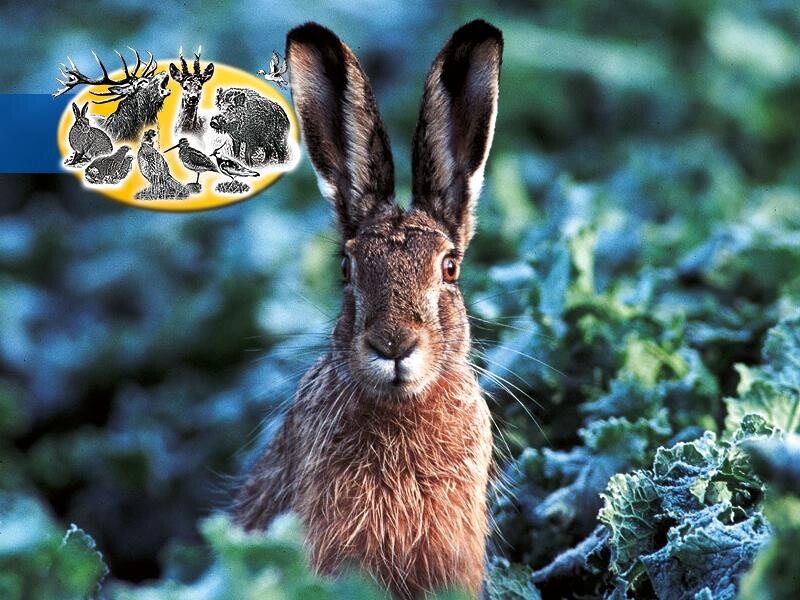 Herbst- Und Winteräsungsgemisch Für Hoch- Und Niederwild 10kg