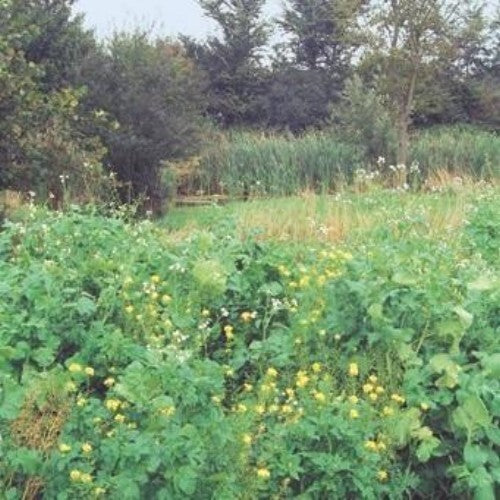 WSM 1 Wildschutzmischung 10kg