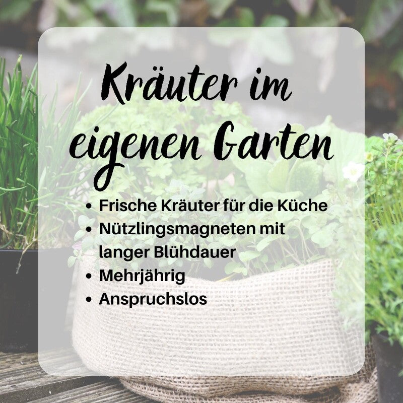 Kräuterspirale Anlegen, Verschiedene Saatgut Sparsets Mehrere Größen