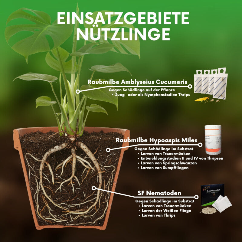 NemaTaurus® SF Nematoden | 1 - 1000 Mio Für 2 - 2000 M² | Gegen Trauermücken, Haarücken Und Trhipslarven In Der Erde