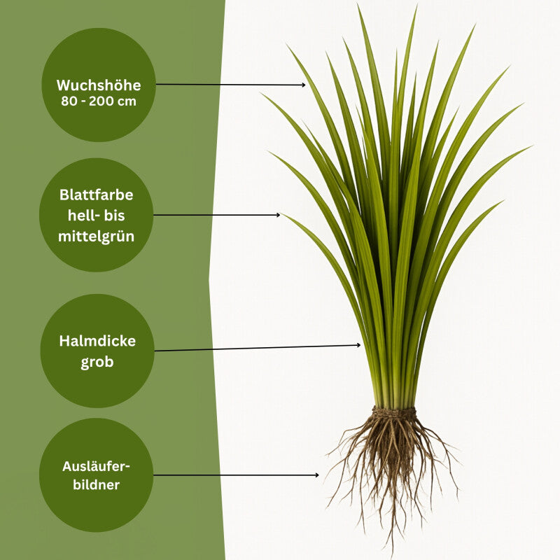 Samenshop24® Rohrglanzgras Phalaris Arundinacea 1kg