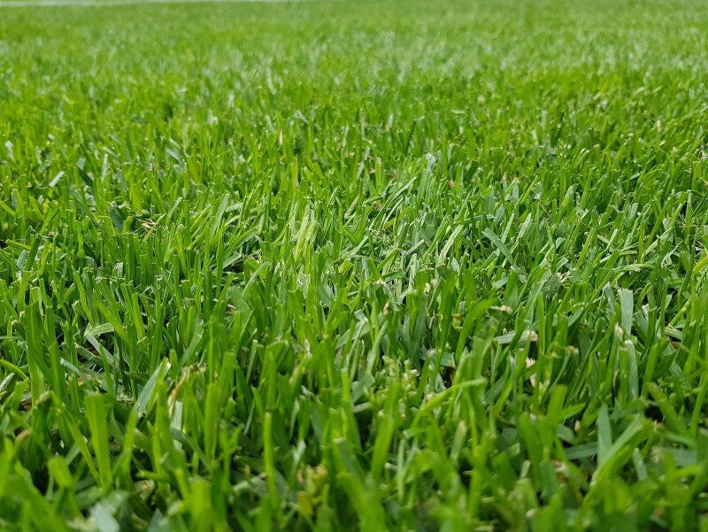 RSM-Rasensamen 3.2 Sportrasen Regeneration Mit Poa Pratensis 10kg