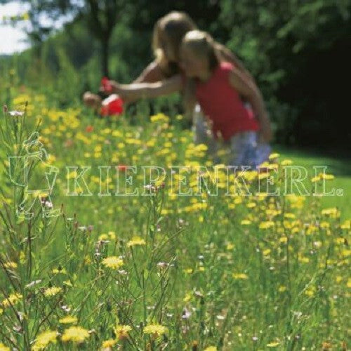 RSM-Rasensamen 7.2.2 Landschaftsrasen, Trockenlagen Mit Kräutern, Inhalt: 1kg Für Ca. 50 M²