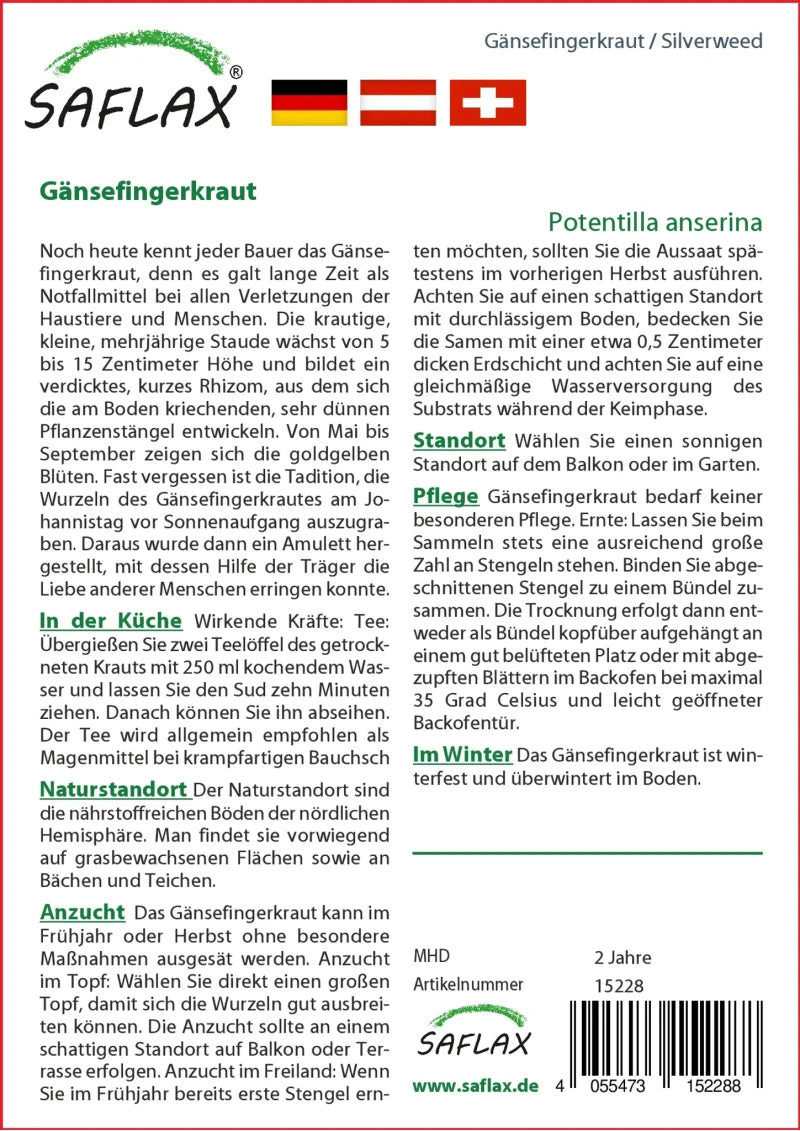 Gänsefingerkraut - Potentilla Anserina Heilpflanzen Gutes Nicht Nur Für Gänse