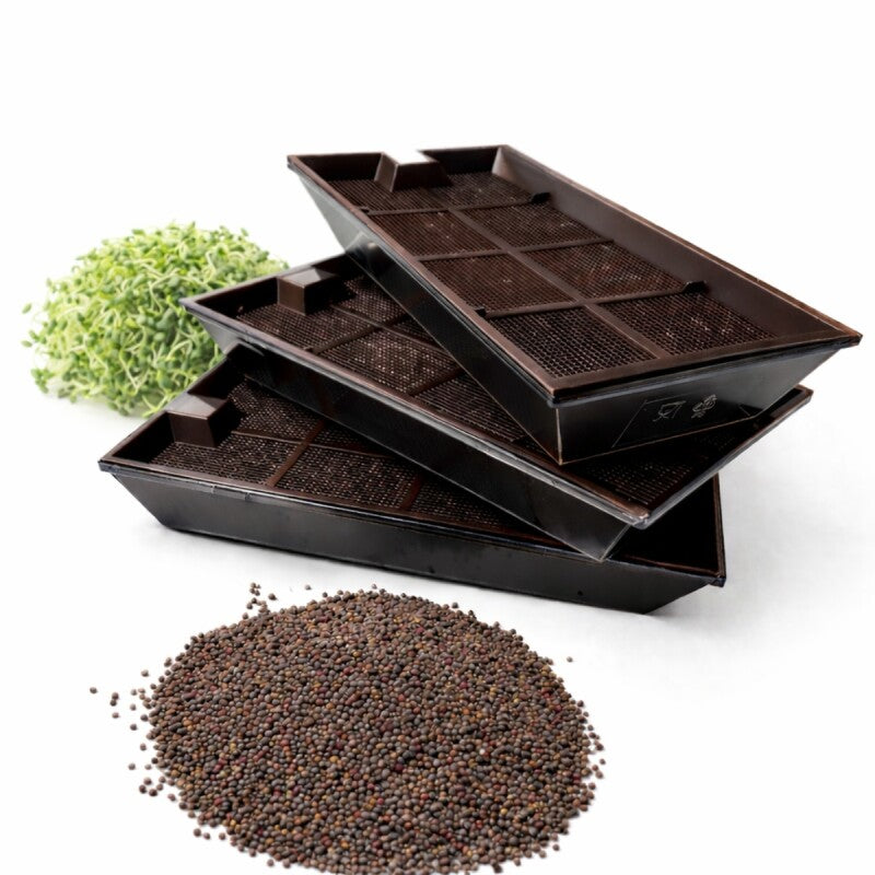 Samenshop24® BIO-Keimsprossen-Anzucht-SET (das Original)