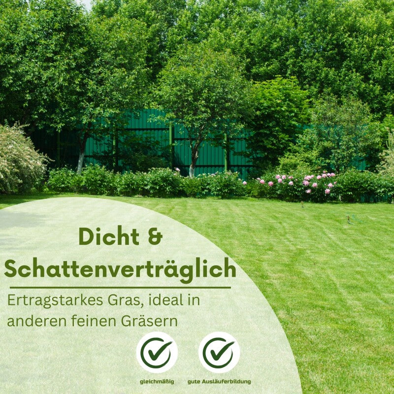 Samenshop24® Schattenrasen Mit Poa Supina 1kg Für 50m²