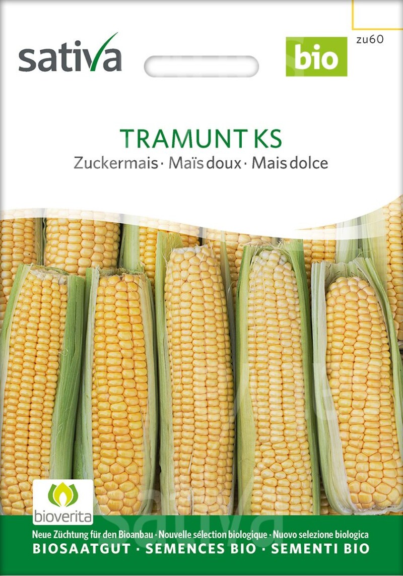 Zuckermais TRAMUNT KS, Extrasüss, Aus Sativa-Züchtung. Mittelspäte Sorte