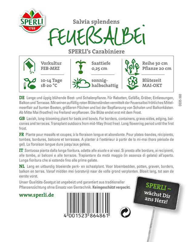 Feuersalbei Salvia Splendens Carrabiniere