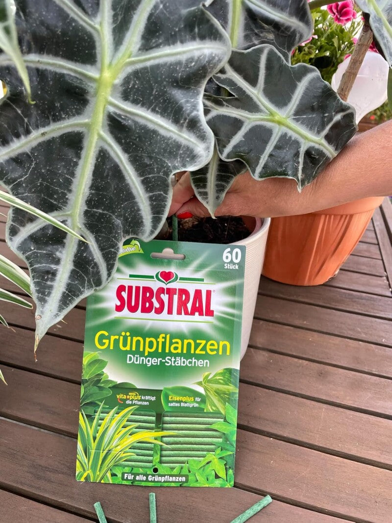 Substral Dünger-Stäbchen Für Grünpflanzen Mit Eisen-Plus Und 2 Monate Langzeitwirkung, 60 Stück