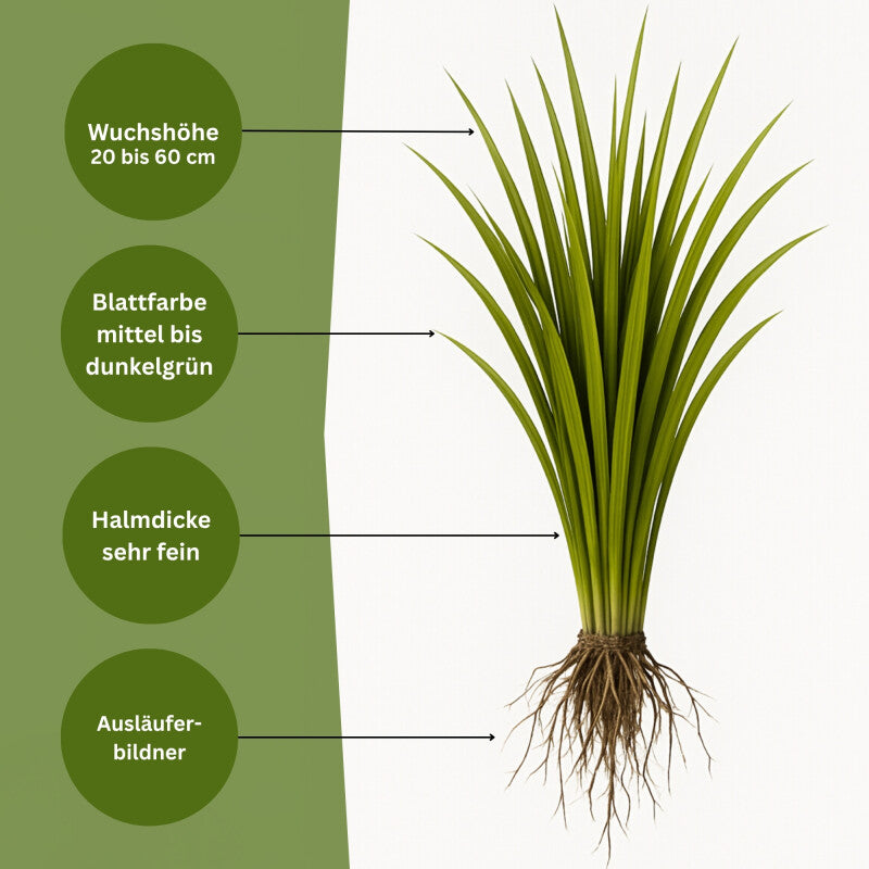 Samenshop24® Weißes Straussgras (Flechtstraussgras) Agrostis Stolonifera 1kg