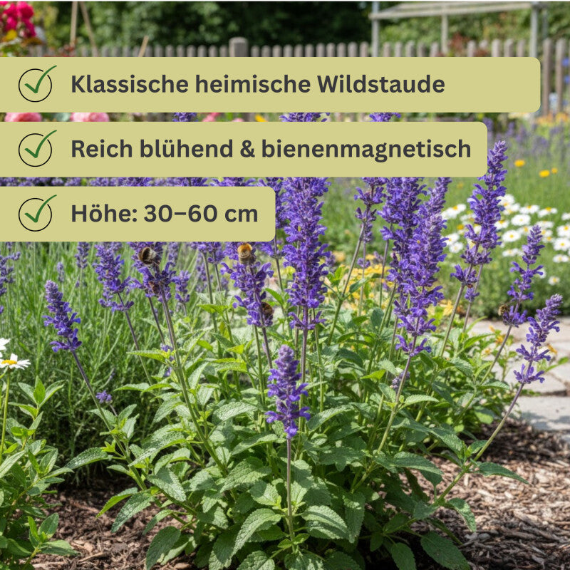 Wiesensalbei, Salvia Pratensis, Inhalt: 10g (für 10 M²)