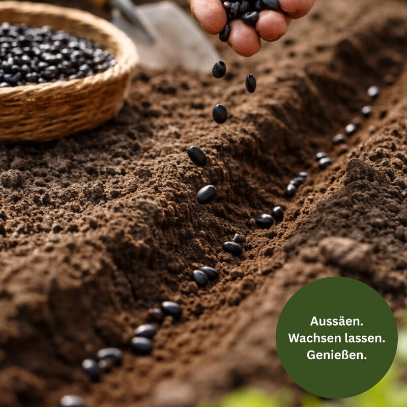  GardenTaurus® Buschbohne Delinel (Filetbohne) Besonders Reichtragend, Unempfindlich Gegen Viele Krankheiten