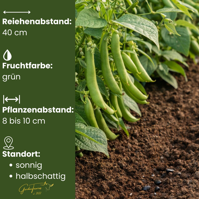  GardenTaurus® Buschbohne Delinel (Filetbohne) Besonders Reichtragend, Unempfindlich Gegen Viele Krankheiten