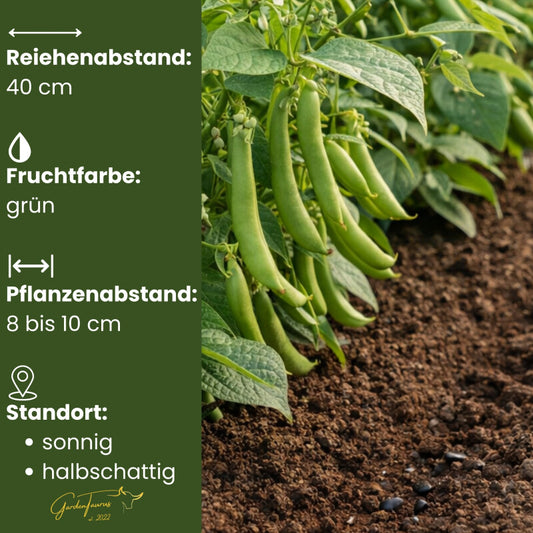  GardenTaurus® Buschbohne Delinel (Filetbohne) Besonders Reichtragend, Unempfindlich Gegen Viele Krankheiten