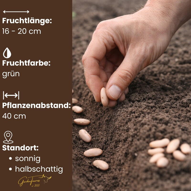  Buschbohnen Maxi Langhülsig GardenTaurus