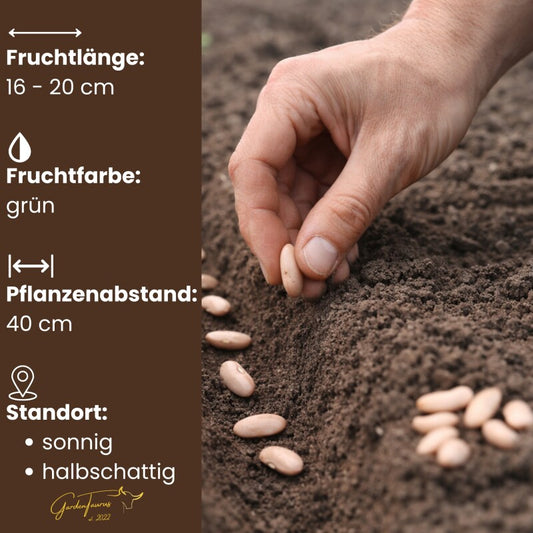  Buschbohnen Maxi Langhülsig GardenTaurus