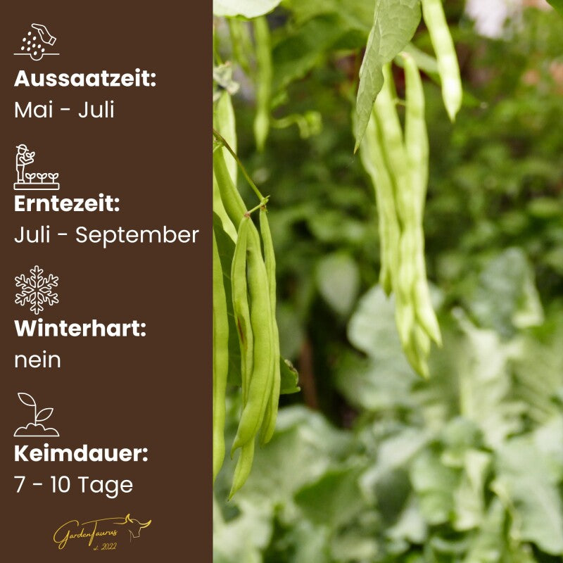  Buschbohnen Maxi Langhülsig GardenTaurus