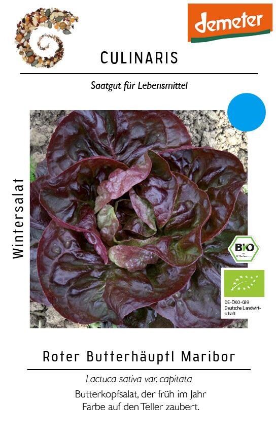  Wintersalat Roter Butterhäuptl Maribor,frühe Freilandpflanzung Möglich