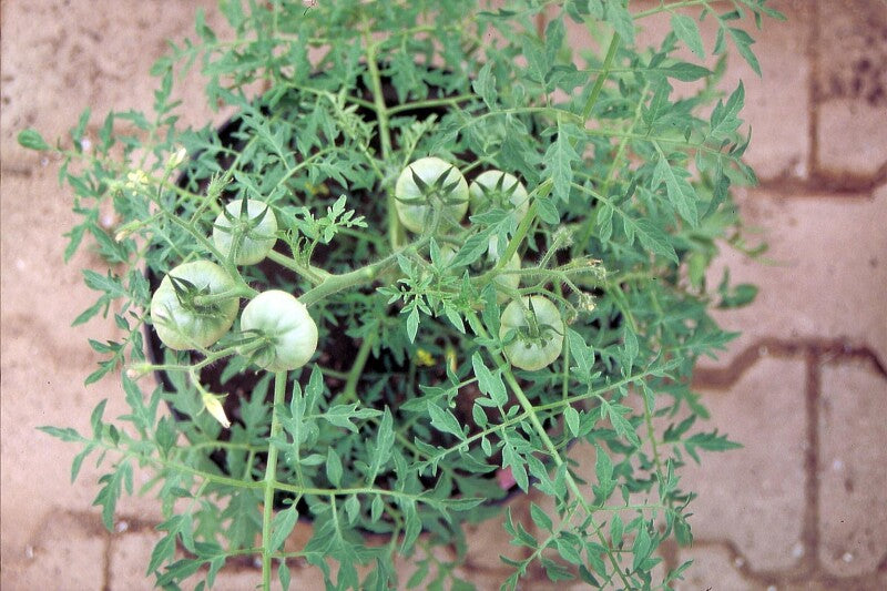 Buschtomate Silbertanne Fleischtomate Ideal Für Saucen