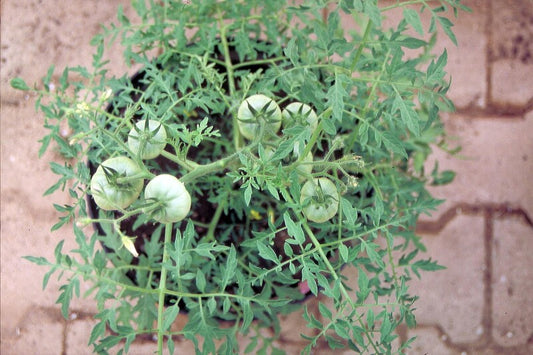  Buschtomate Silbertanne Fleischtomate Ideal Für Saucen