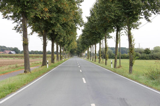  Strassenbegleitgrün DSV 82010kg