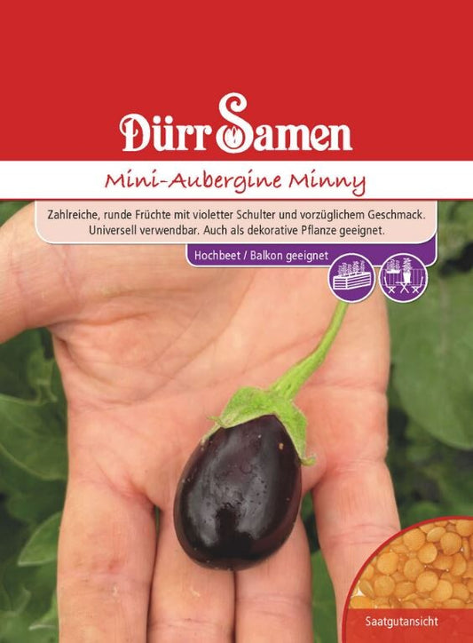  Dürr Mini-Aubergine Minny, Bildet Viele Violette Früchte