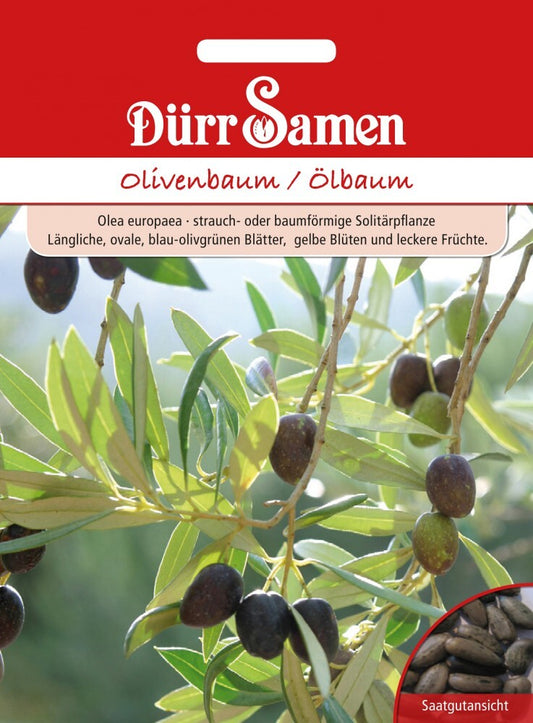  Olivenbaum Ölbaum Olea Europaea