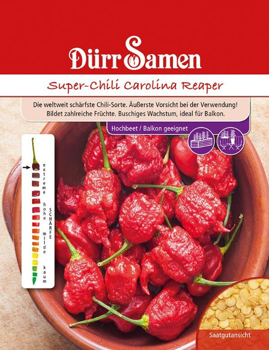 Super-Chili Carolina Reaper, Die Weltweit Schärfste Chili-Sorte Bildet Zahlreiche Früchte, Vorsicht Bei Deren Verwendung