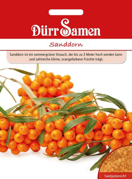  Dürr Sanddorn, Bis Zu 3 Meter Hoher Sommergrüner Strauch Mit Zahlreichen Kleinen Früchten