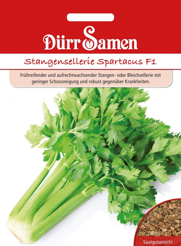  Stangensellerie Spartacus F1 Apium Graveolens