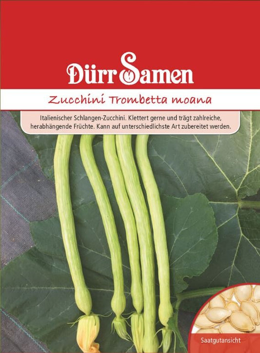  Dürr Samen Zucchini Trombetta Moana (Zucchinisamen)