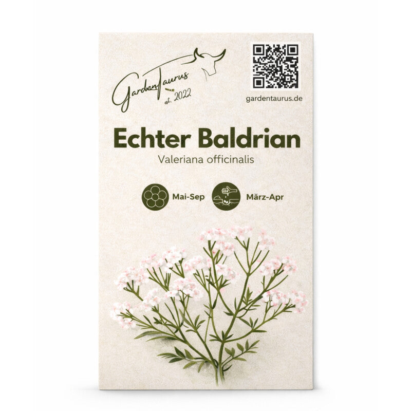  Echter Baldrian Valeriana Officinalis Traditionelle Heilpflanze