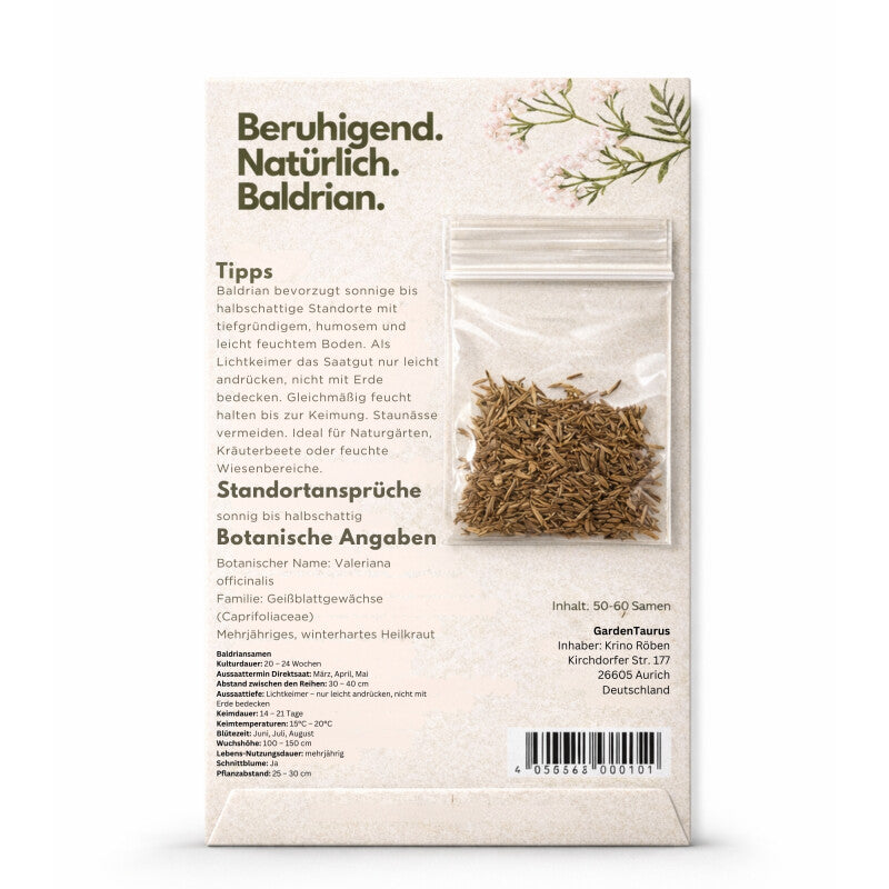  Echter Baldrian Valeriana Officinalis Traditionelle Heilpflanze