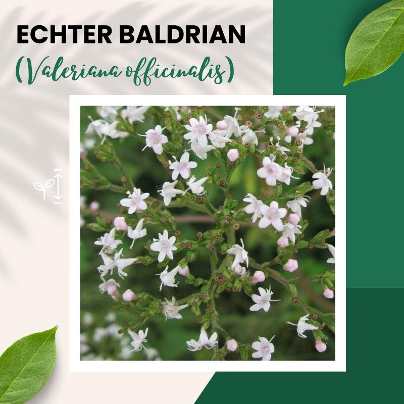  Echter Baldrian Valeriana Officinalis Traditionelle Heilpflanze