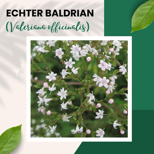  Echter Baldrian Valeriana Officinalis Traditionelle Heilpflanze