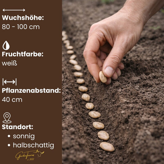  GardenTaurus® Puffbohnen (Große Bohne) "Driemal Wit", Inhalt 1kg