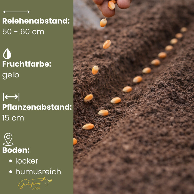  GardenTaurus®Zuckermais Golden Bantam Sehr Süß Frühreifende Sorte 50g - 1000g Packung