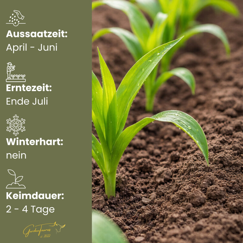  GardenTaurus®Zuckermais Golden Bantam Sehr Süß Frühreifende Sorte 50g - 1000g Packung